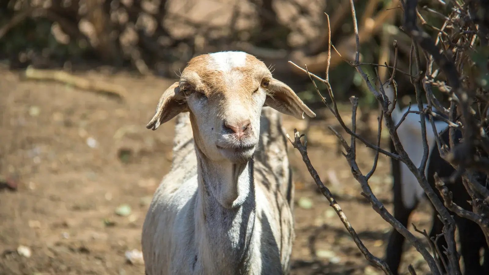 *Featured goat is not the real Peter.